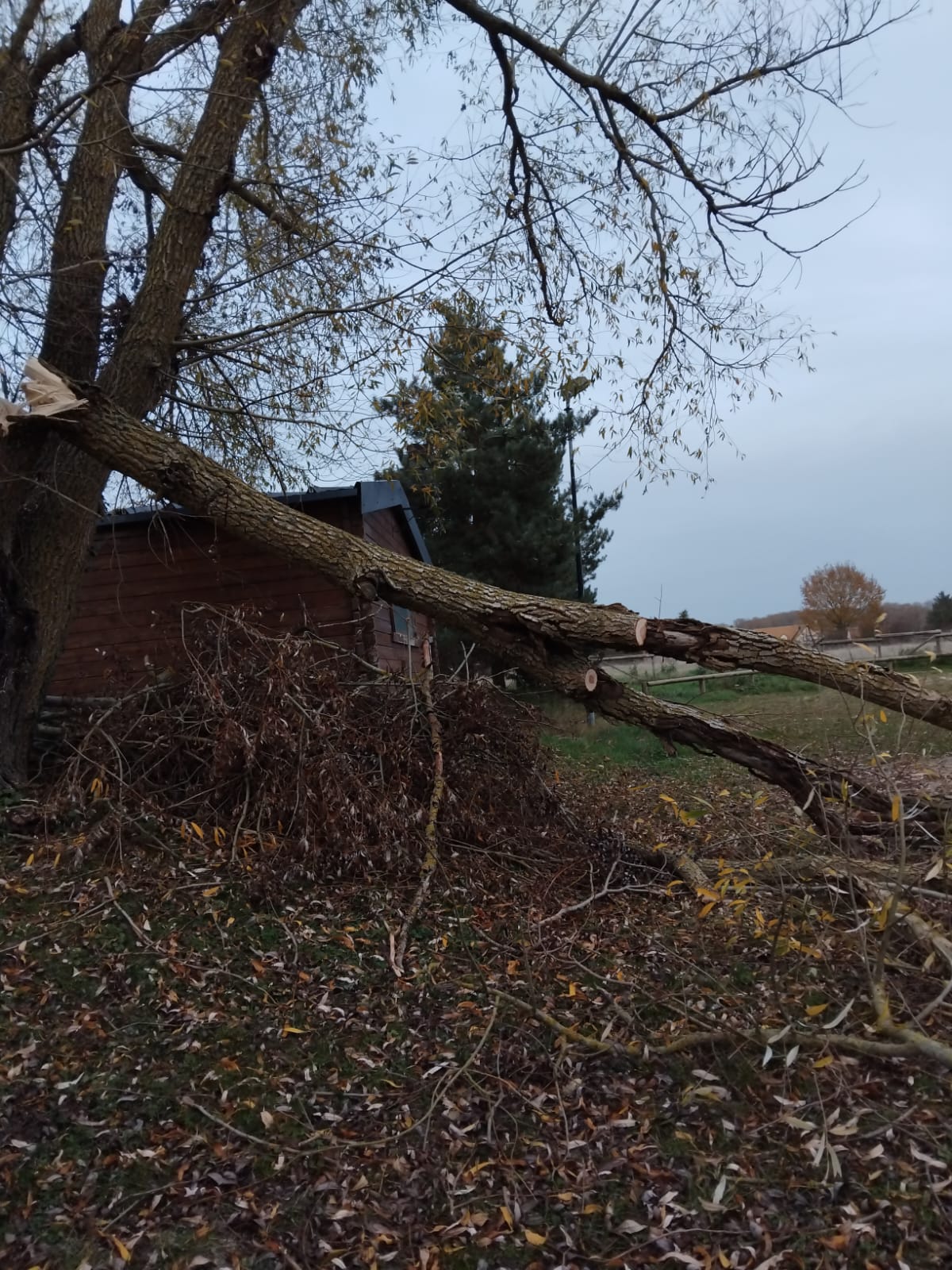 Abattage d'arbres